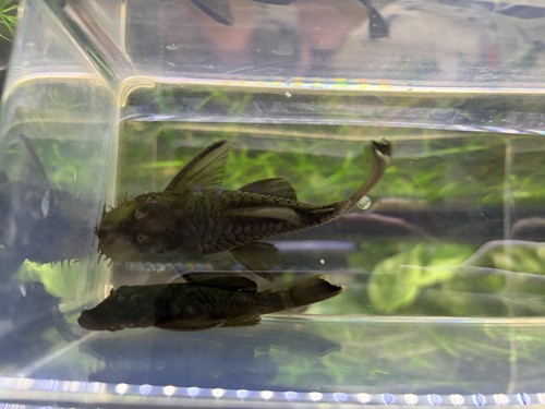 Wysiwyg breeding pair green - breeding,