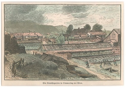 Vegetable garden in - vegetable,