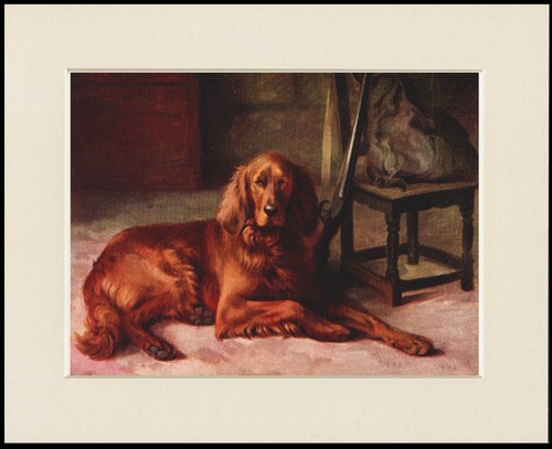 Irish setter dog - setter,