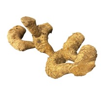 Small Bamboo Root Branch