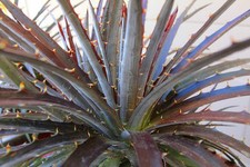 Dyckia burgundy ice - ice, 17cm