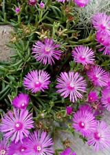 6x Delosperma Cooperi - Ice Plant Trailing Hardy succulent rooted cuttings.