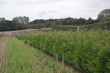 [x10] 90-120CMS Green Leylandii | Hedging Conifers | Evergreen | BAREROOTED