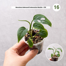 CLEARANCE SALE | 10 and under