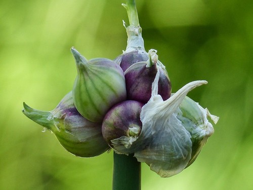 Egyptian walking onion bulbs - egyptian,