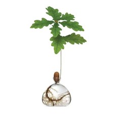 Acorn Vase Seed Holder Jar
