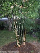 Bambusa arundinacea Giant