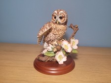 Tawny Owl With Wild Roses