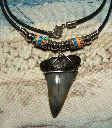 Mako shark tooth - tooth, 1