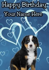 Bernese Mountain Pup Occasion