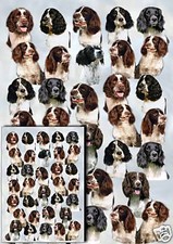 English Springer Spaniel Dog