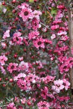 LEPTOSPERMUM CORAL CANDY   