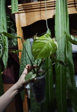 Monstera thai constellation - constellation,
