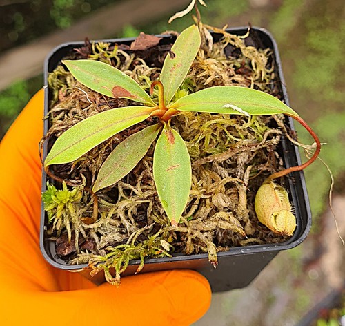 Nepenthes leonardoi be4680 - leonardoi,