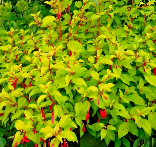 Fuchsia genii golden foliage - fuchsia,