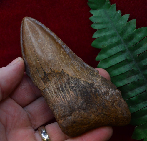Lovely genuine megalodon - lovely,