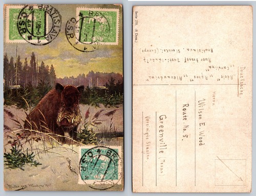 Wild boar forest winter scene - forest,