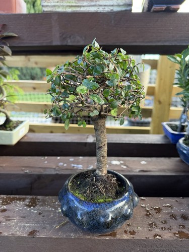 Chinese elm bonsai - elm, tree