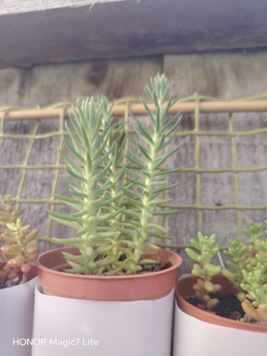 Sedum reflexum plant - plant, in