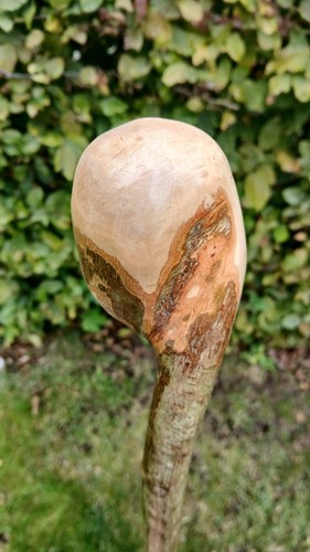 Hazel shillelagh walking stick - shillelagh,