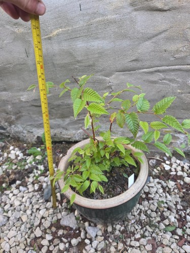 Rate plant betula - plant,