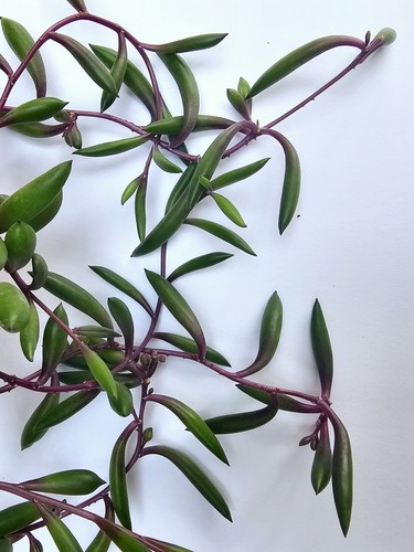 String rubies hanging - of,