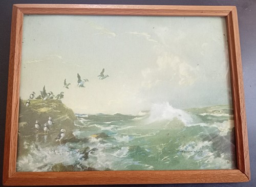 Vintage vernon ward puffins - vernon, "puffins"