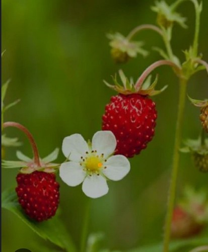 Wild strawberry runner - wild,