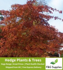 Red Oak Quercus bare root hedging tree sapling hedge plants whips 2-3ft Presale