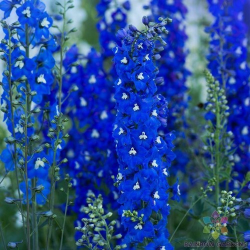 200 paramo azul delphinium - paramo,