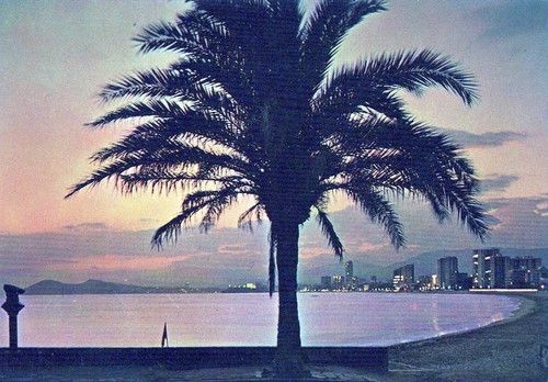 Postcard tree sea - tree,