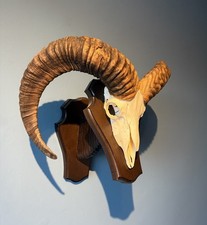 MOUFLON RAM SKULL XL  Large On