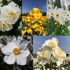 Perfect Plants  Fragrant