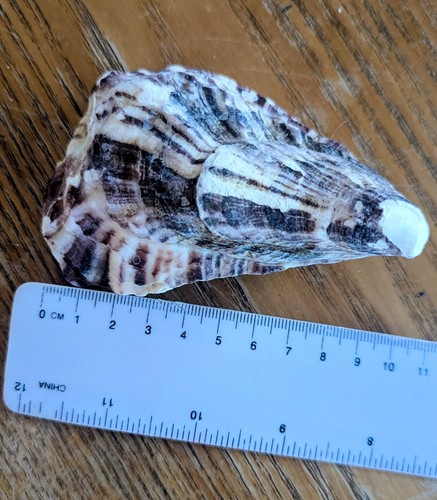 Double oysters shells washed - oysters, shells,