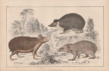 1847 Antique Hand Coloured