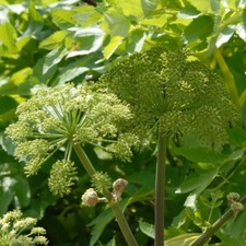 Angelica / Wild Celery  / UK /