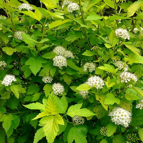 Physocarpus dart s - x, 'dart's