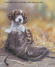 Paul Doyle New Springer