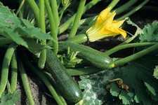 Black Beauty Zucchini Seeds