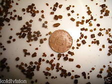 KOI FRY FOOD FEED  GOLDFISH