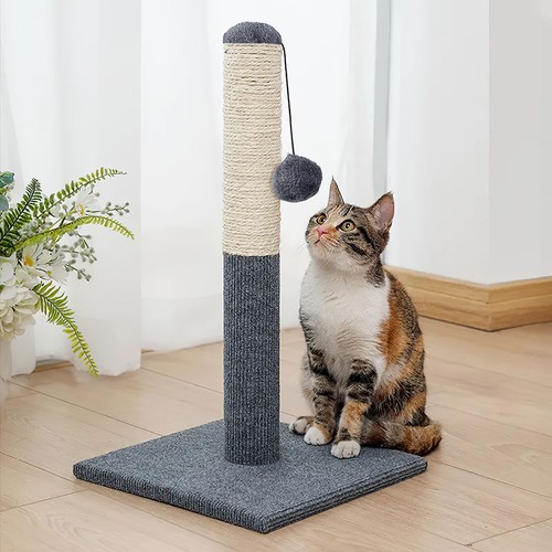 55cm tall large cat - tall,