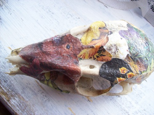 Muntjac doe deer skull - deer,