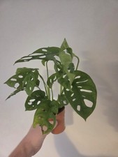 Monstera obliqua, Air Purifing House Plant 10cm Pot 20-30cm Plant Height.