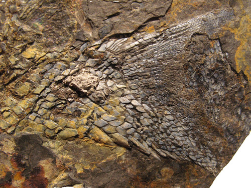 Permian fish fossil muse - fish,