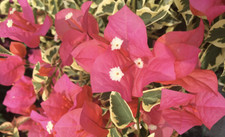 Bougainvillea Bengal