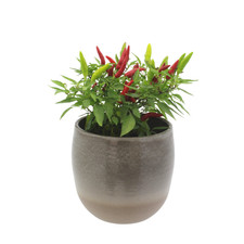 Pepper Hot Quickfire F1 – 3