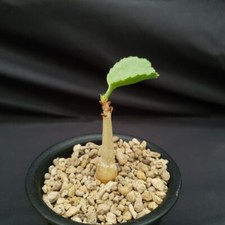 H26: Cyphostemma uter