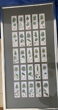 Trees of the Countryside Tea Cards Full Set of 25 by Typhoo 1937 39x73cm Framed