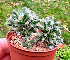 Trichodiadema densum, purple flowering SA succulent