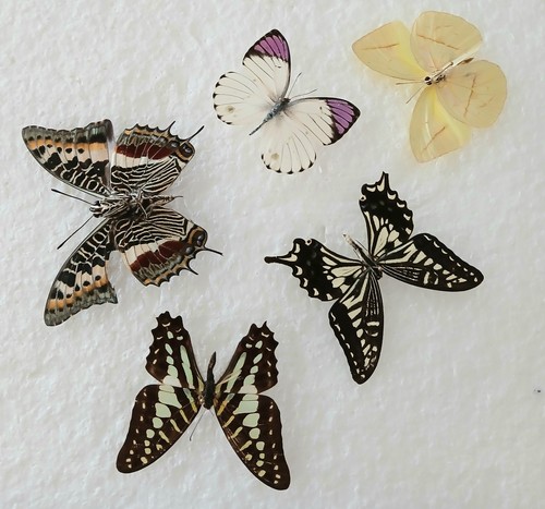 Butterfly collection set - ,